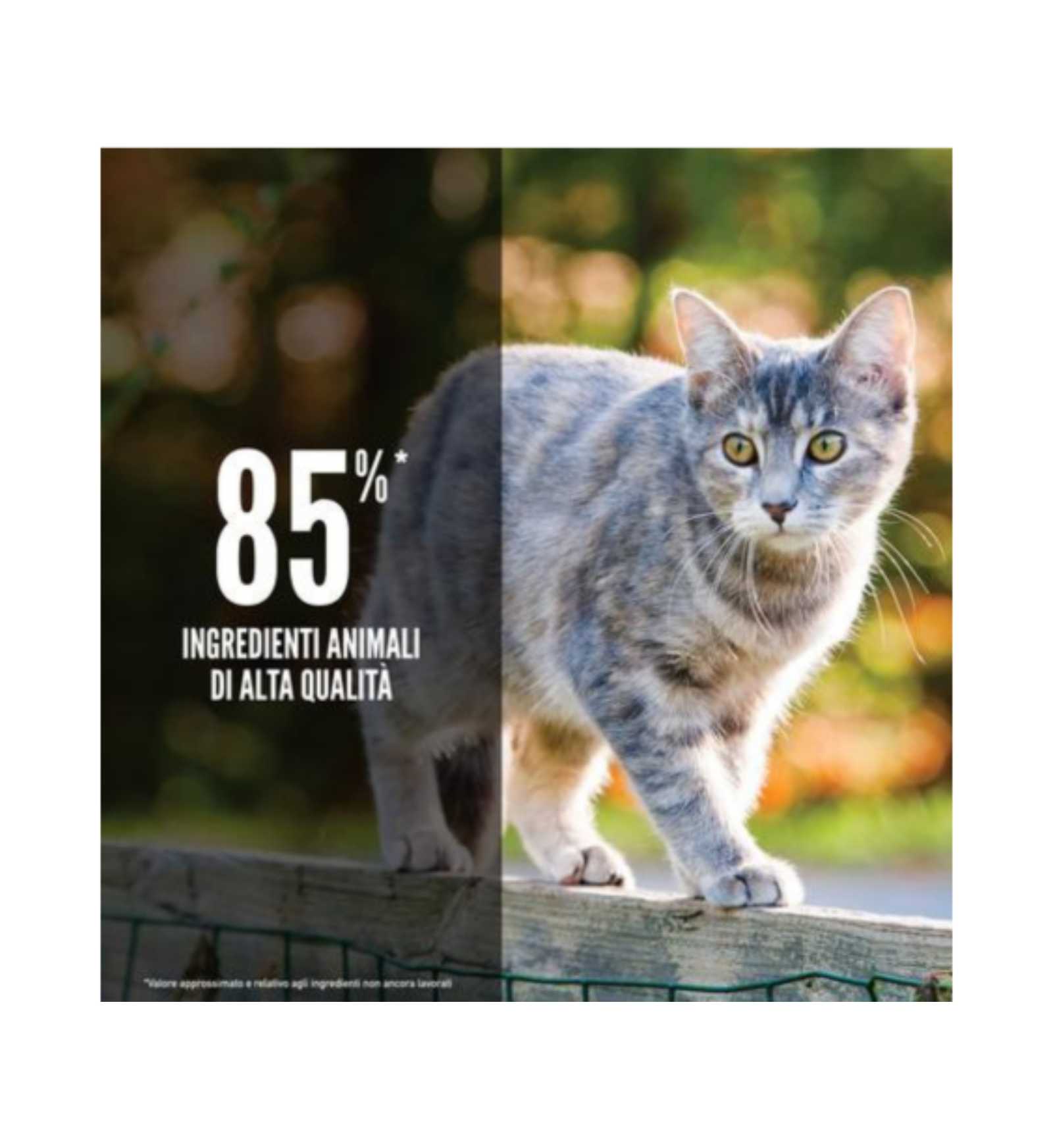 WONDERDRCORI0180_3__Server-Mago_Mago4_Custom_Companies_ZOOEXPERT_SRL_Applications_ERP_Items_Files_Images_AllUsers_DRCORI0180_25.jpg WONDERDRCORI0180 picture