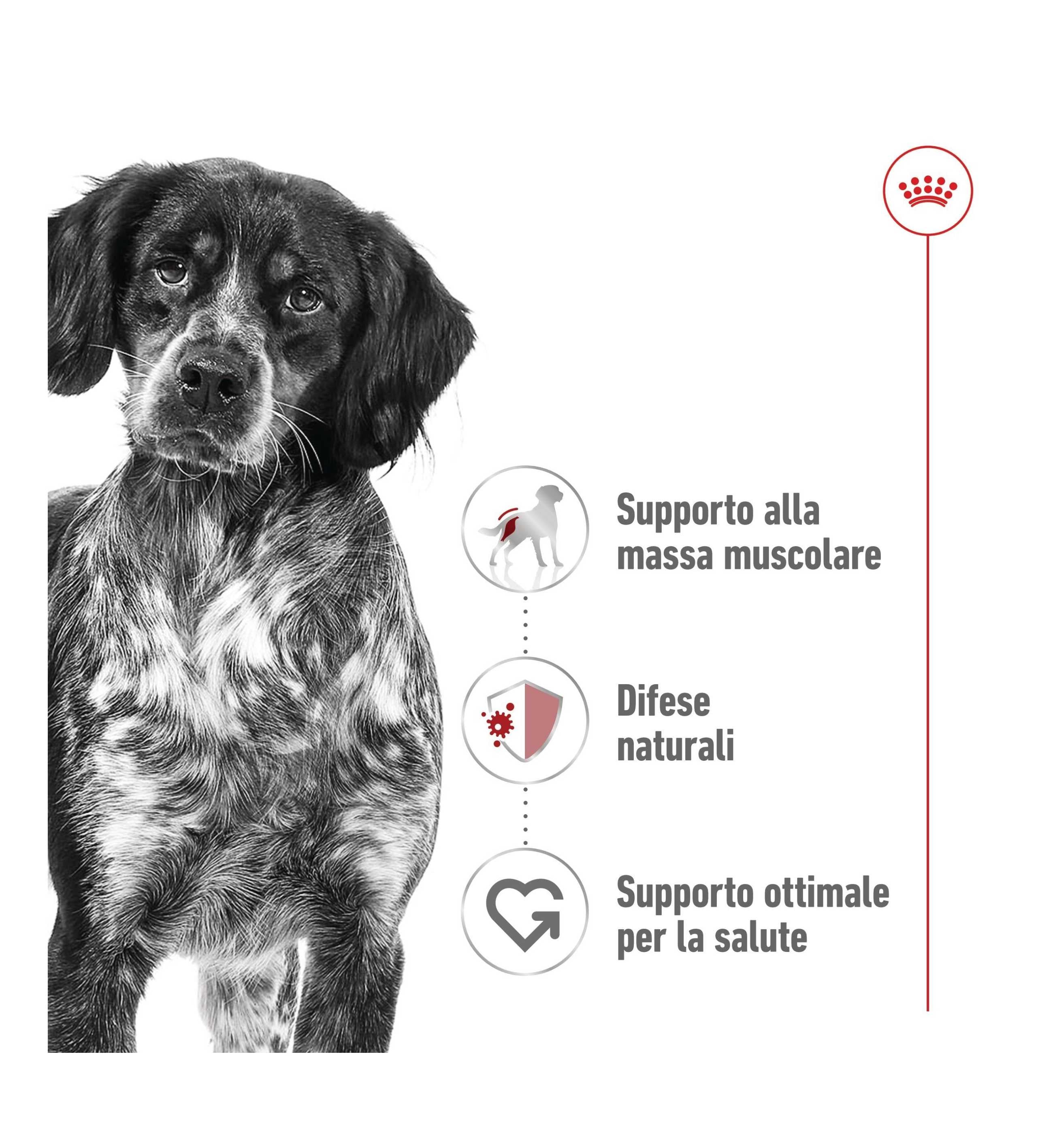 ROYAL CANIN CANE MEDIUM ADULT DA 410 GR IN LATTINA