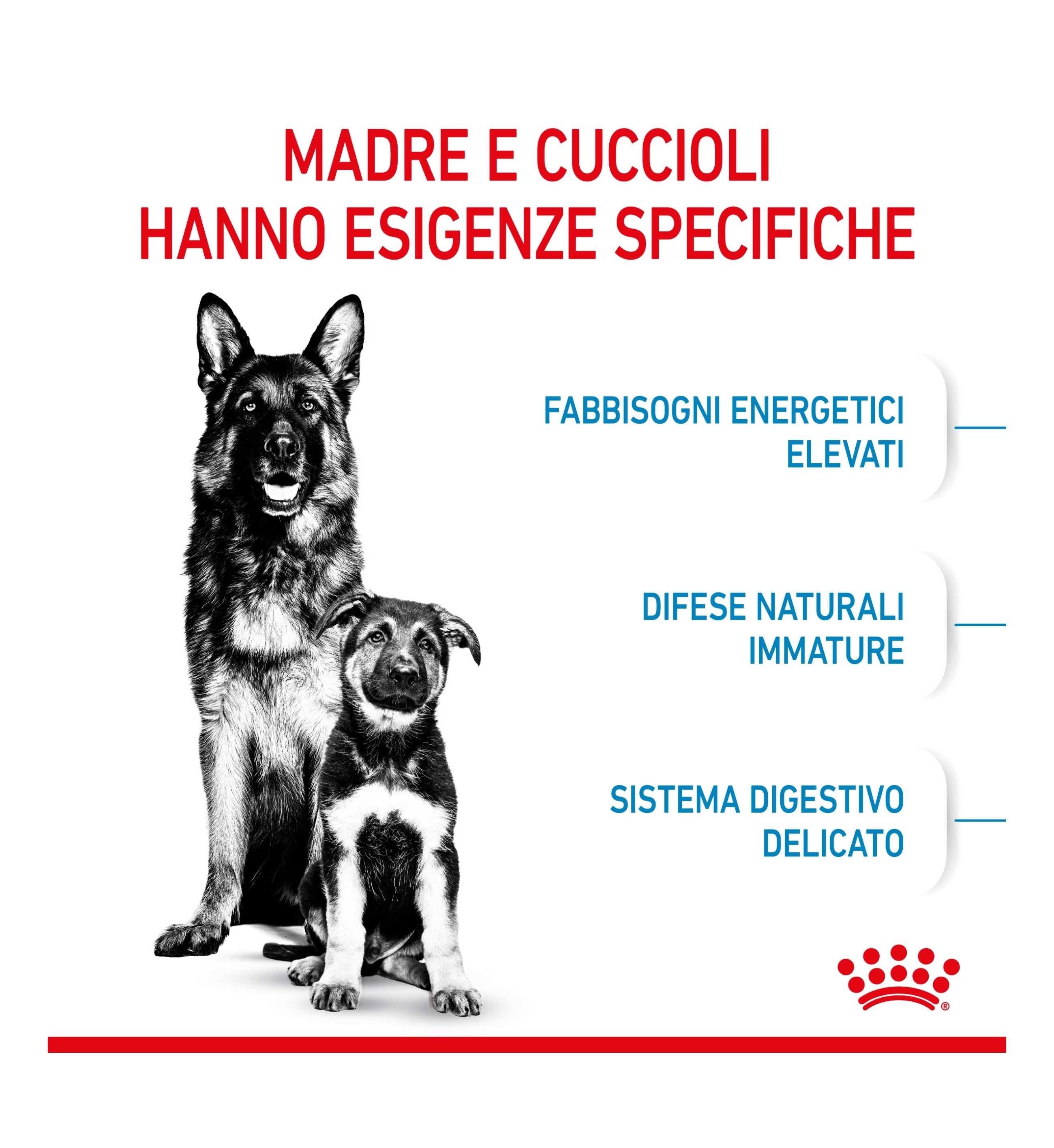ROYAL CANIN CANE STARTER MAXI MOTHER & BABY