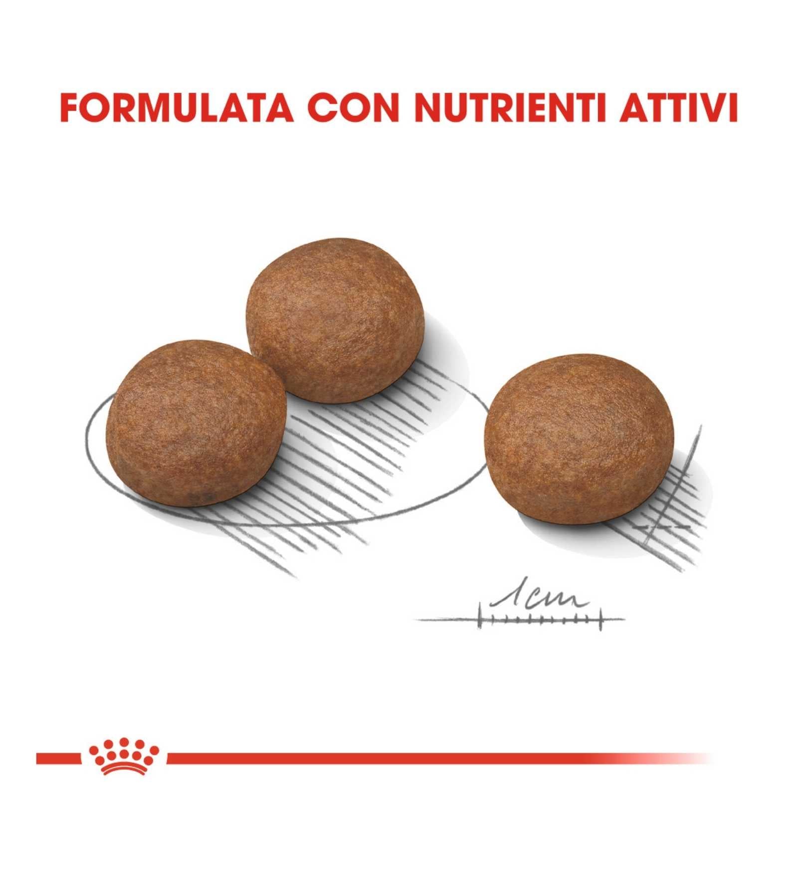 ROYAL CANIN CANE ADULT MEDIUM DIGESTIVE CARE