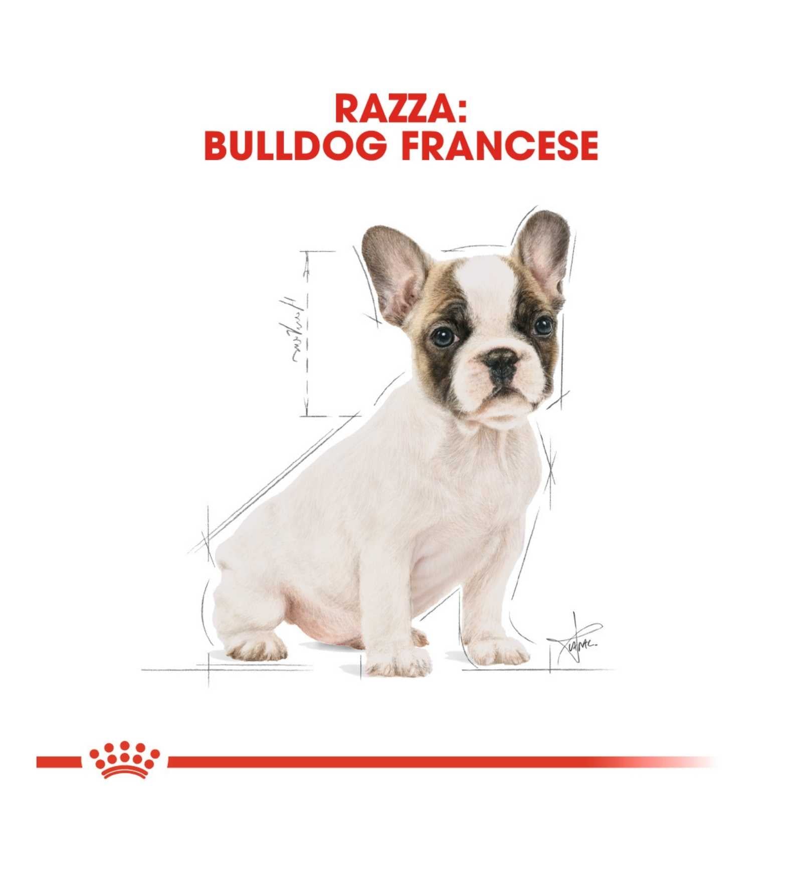 ROYAL CANIN CANE BREED FRENCH BULLDOG PUPPY