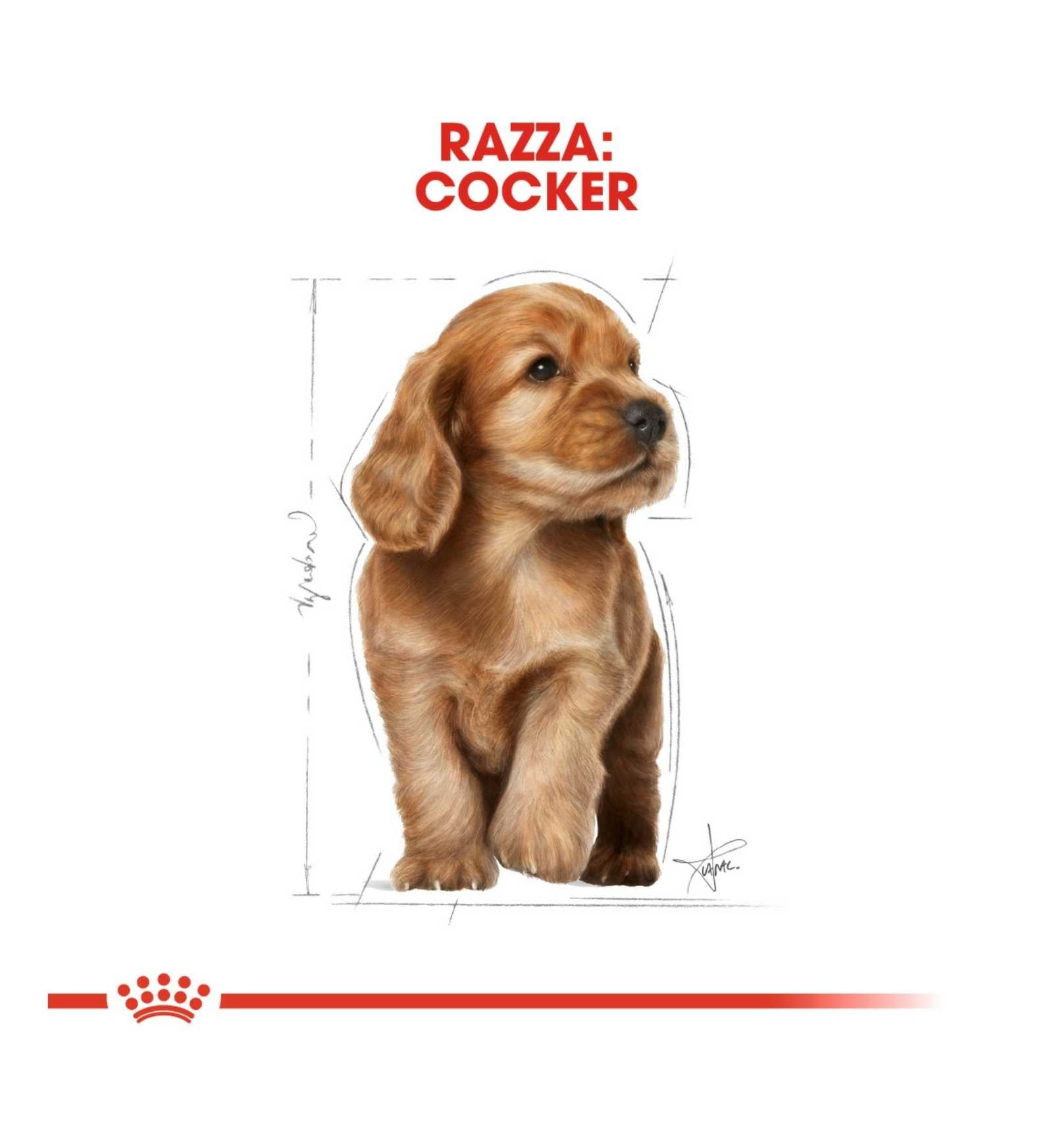 ROYAL CANIN CANE BREED COCKER JUNIOR DA 3 KG