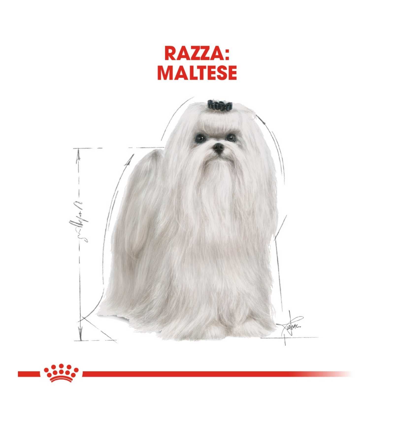 ROYAL CANIN CANE BREED MALTESE ADULT