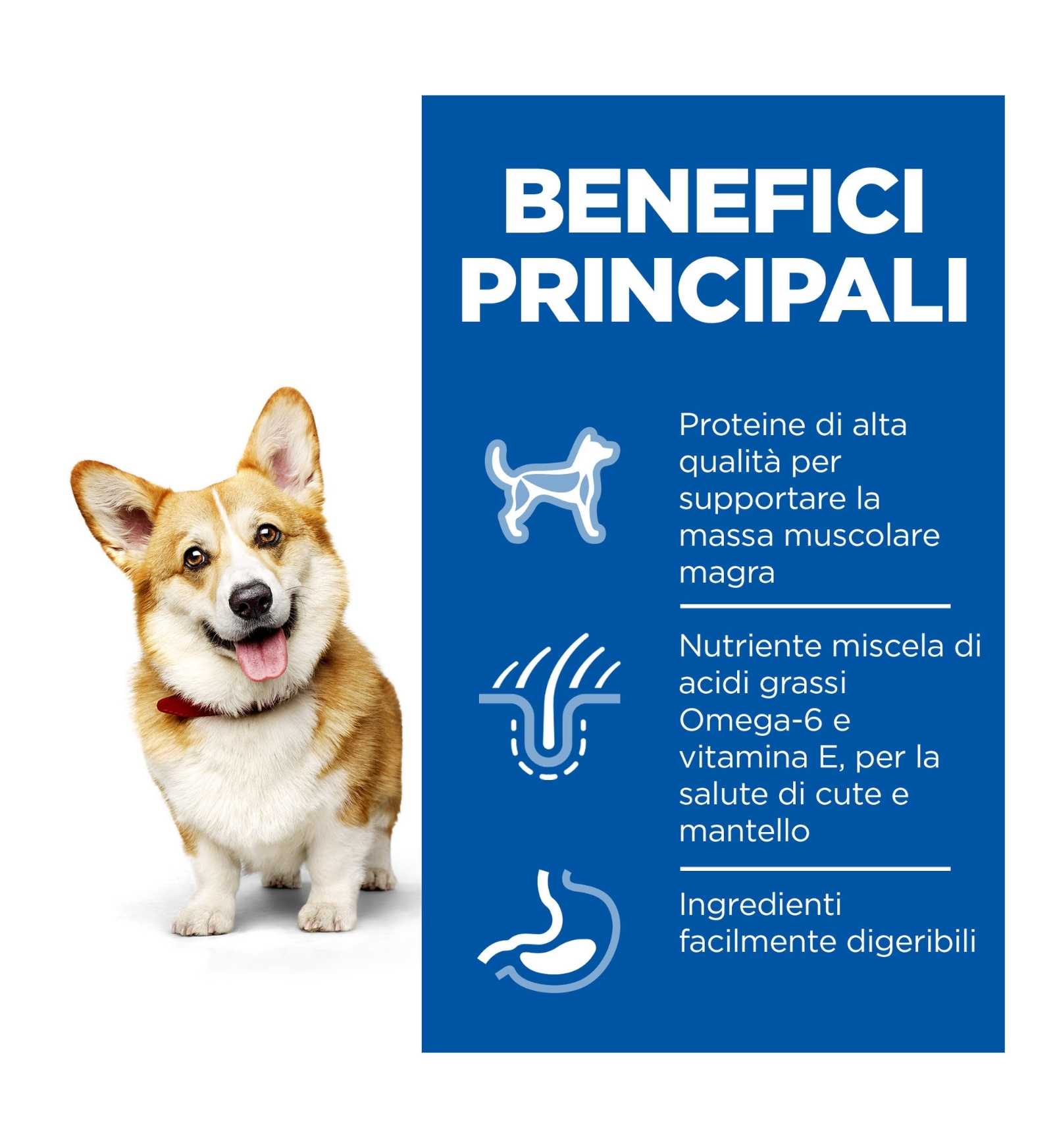 HILL'S SCIENCE PLAN CANE ADULT SMALL & MINI AL POLLO