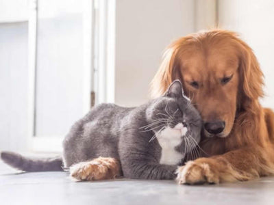 I cani e i gatti anziani - La Terza età nel Cane/Gatto
