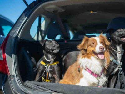 Il benessere dei cani e dei gatti in estate