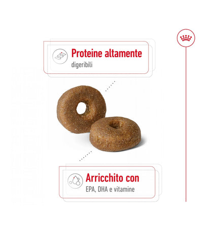 ROYAL CANIN CANE AGEING 8+ MAXI DA 15 KG