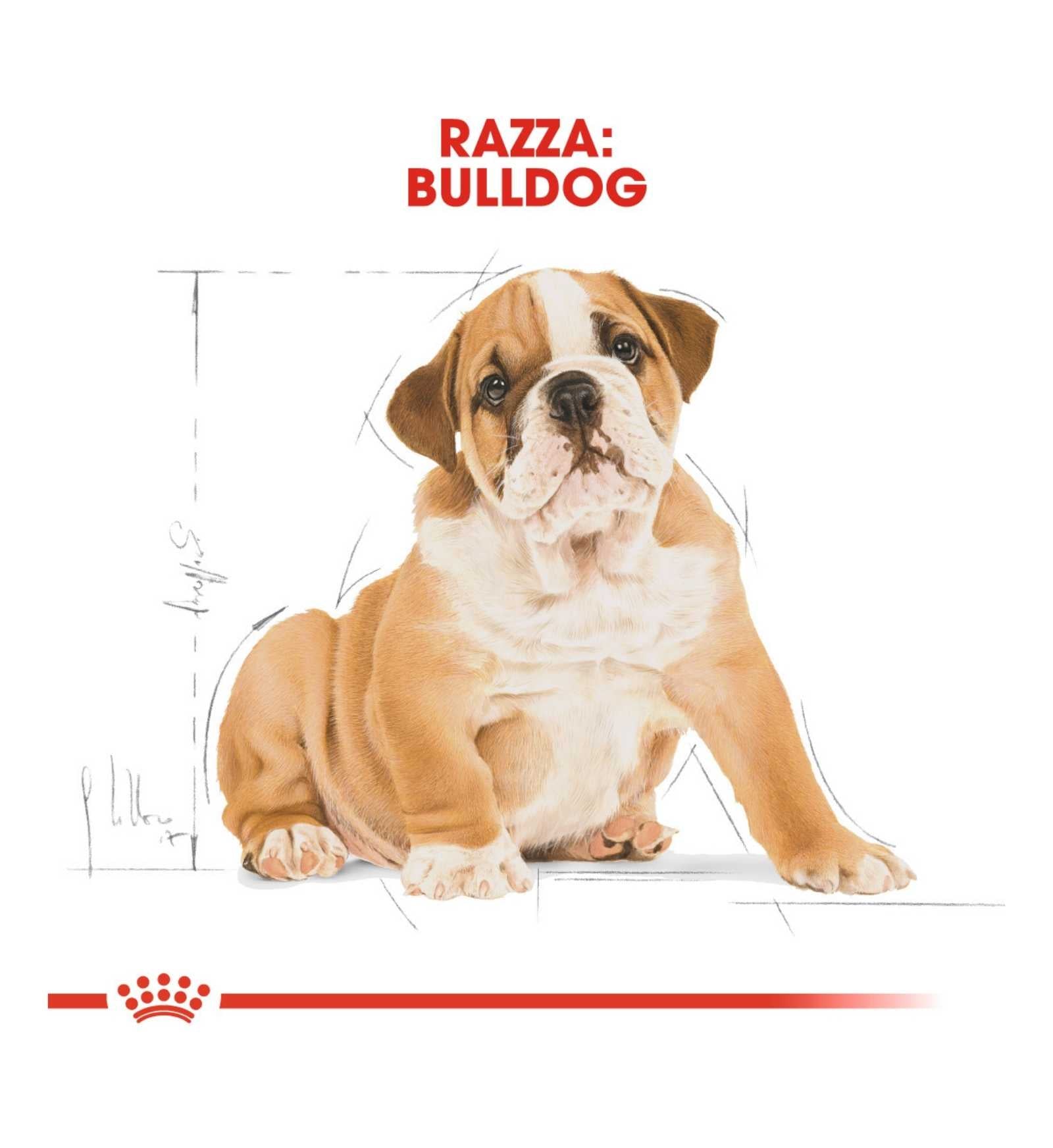 ROYAL CANIN CANE BREED BULLDOG PUPPY DA 12 KG