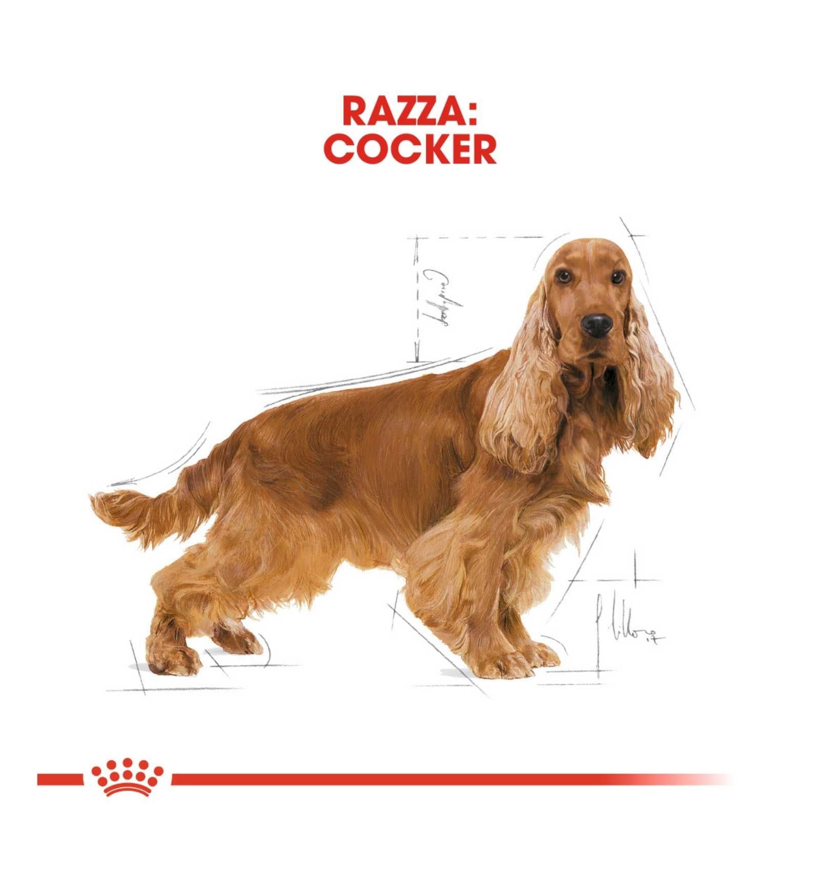 ROYAL CANIN CANE BREED COCKER ADULT