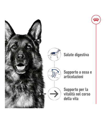 ROYAL CANIN CANE AGEING 8+ MAXI DA 15 KG