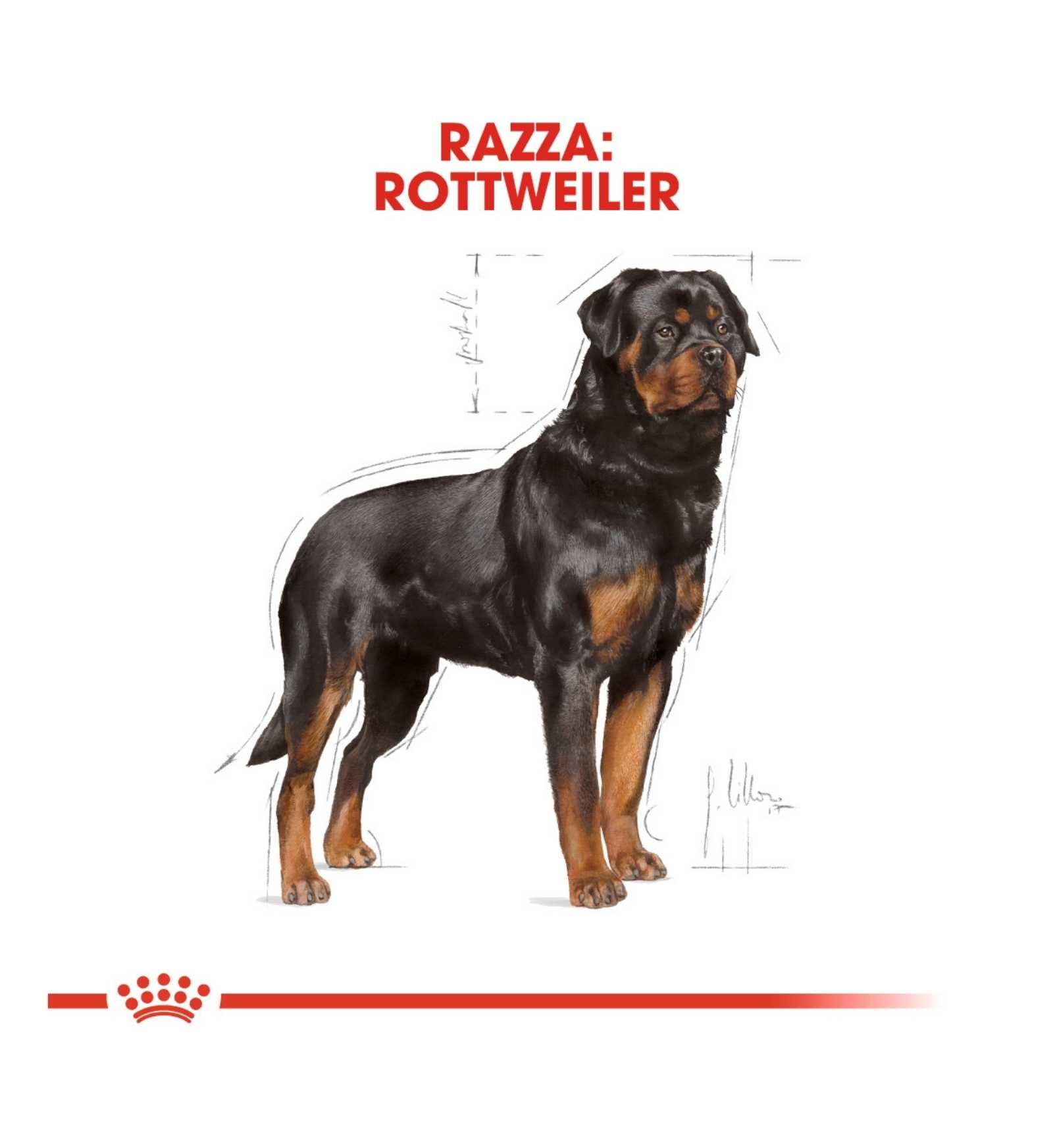 ROYAL CANIN CANE BREED ROTTWEILER ADULT DA 12 KG