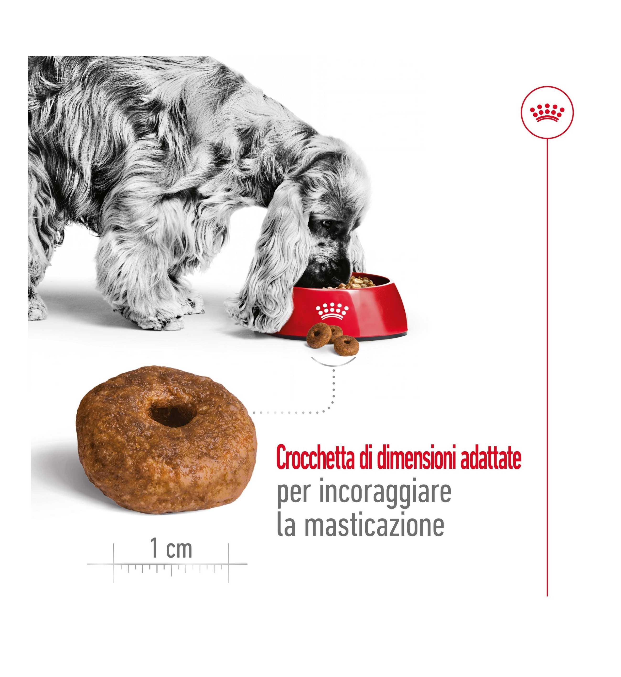 ROYAL CANIN CANE AGEING 10 + MEDIUM DA 15 KG