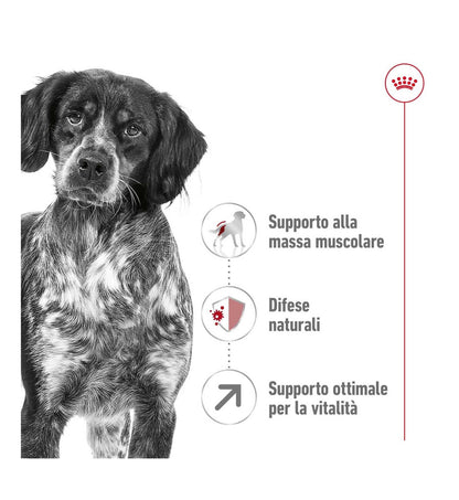 ROYAL CANIN CANE ADULT MEDIUM 7+
