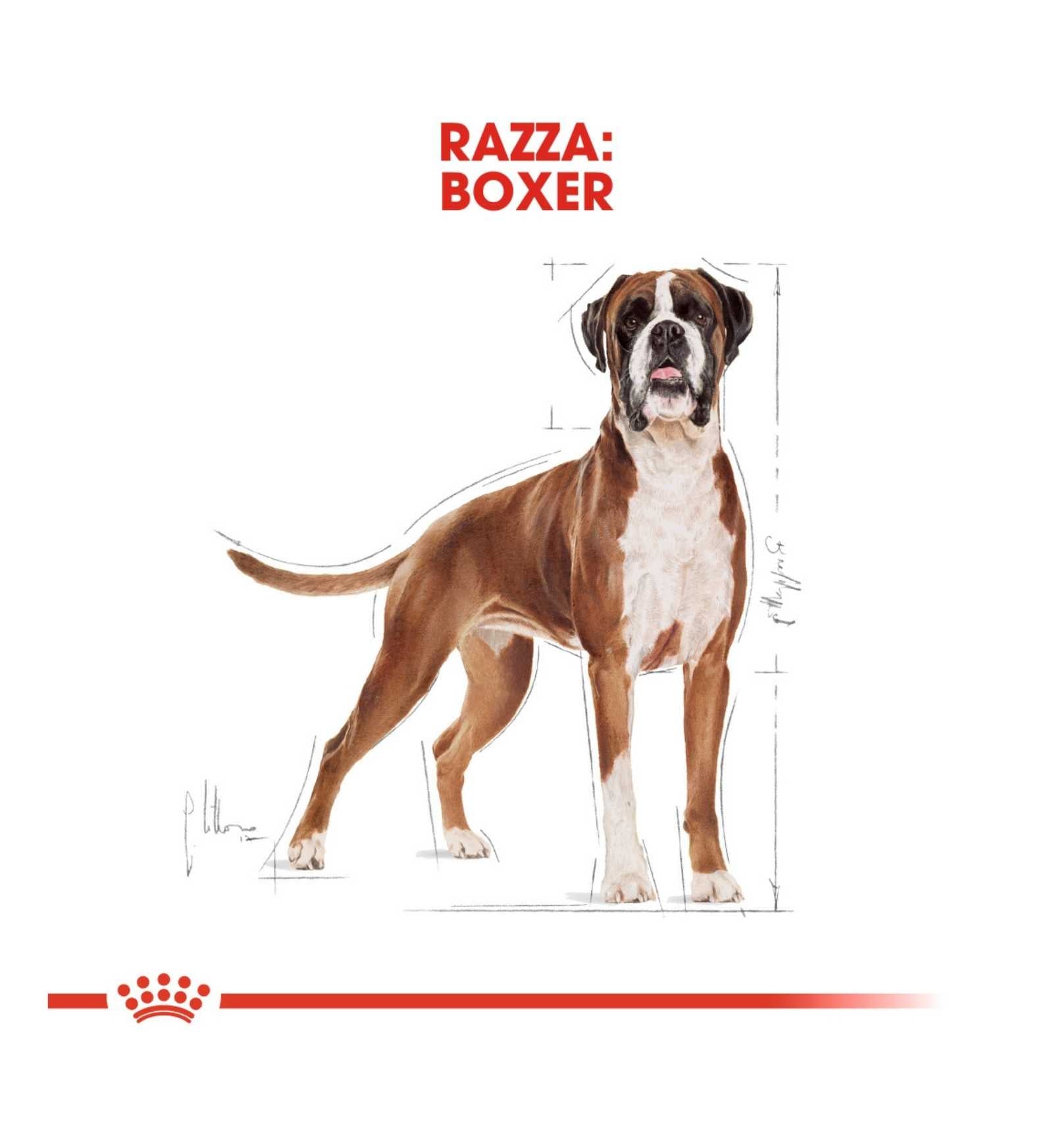 ROYAL CANIN CANE BREED BOXER ADULT DA 12 KG