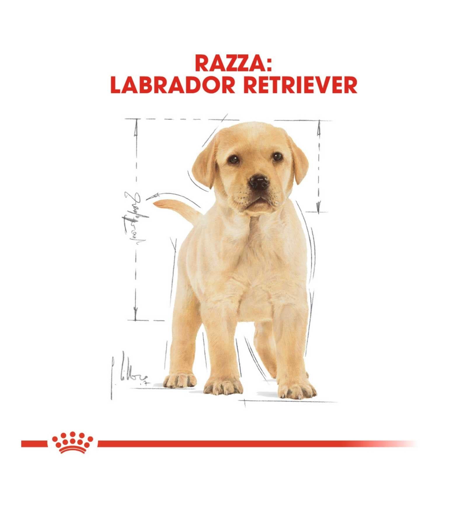 ROYAL CANIN CANE BREED LABRADOR PUPPY