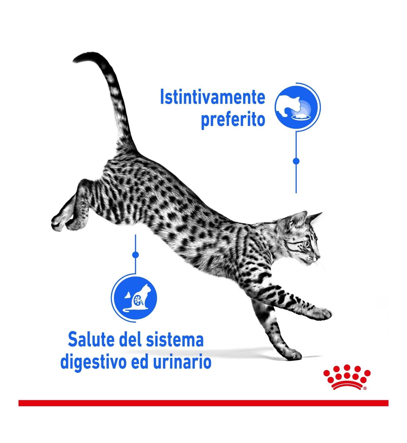 ROYAL CANIN GATTO INDOOR GRAVY DA 85 GR IN BUSTINA
