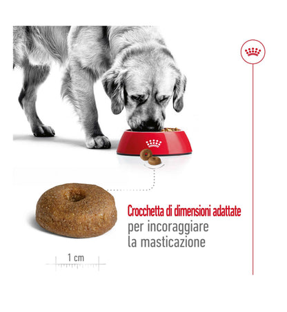 ROYAL CANIN CANE AGEING 8+ MAXI DA 15 KG