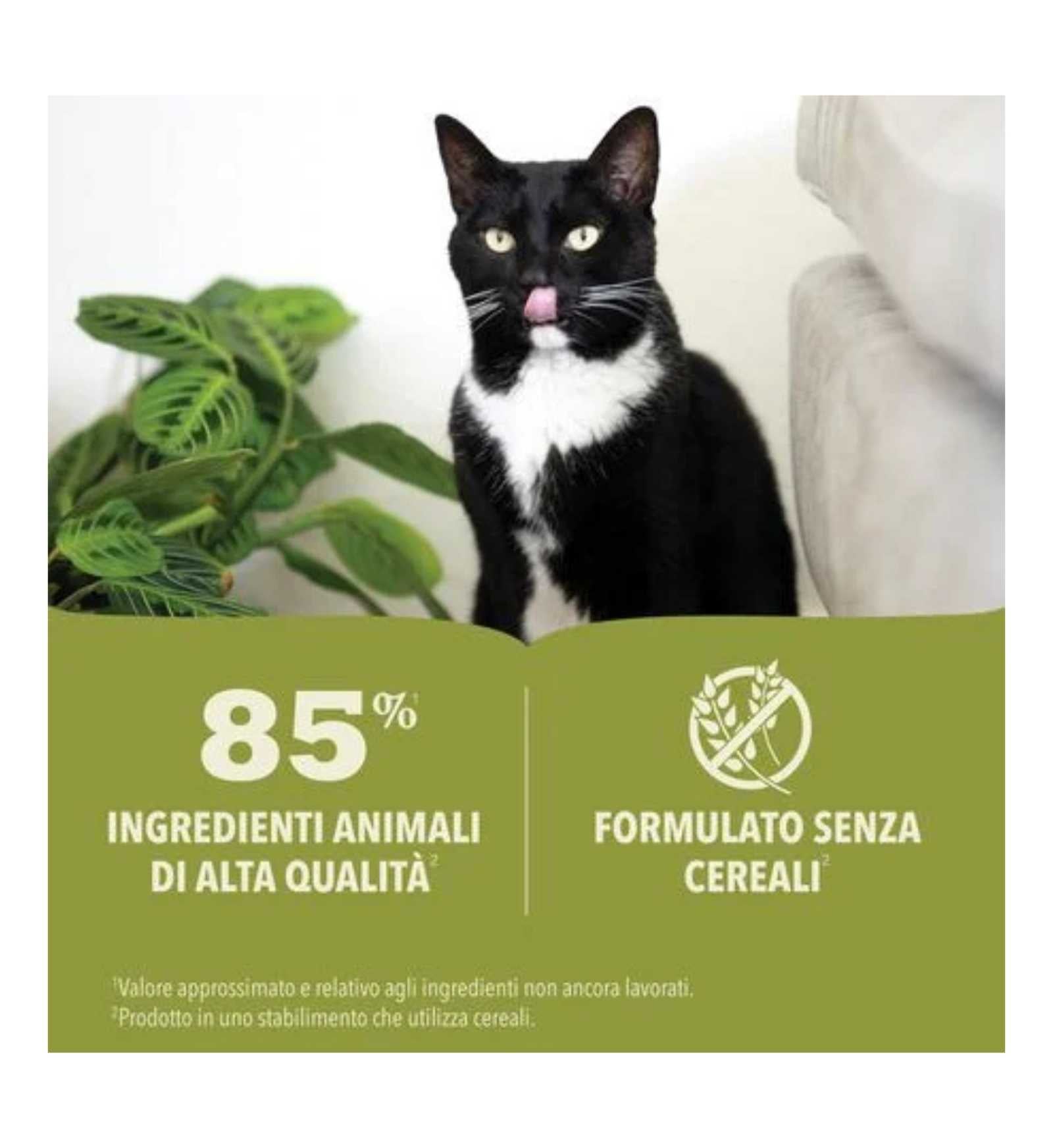 ACANA GATTO KITTEN PATE'  DA 85 GR IN LATTINA