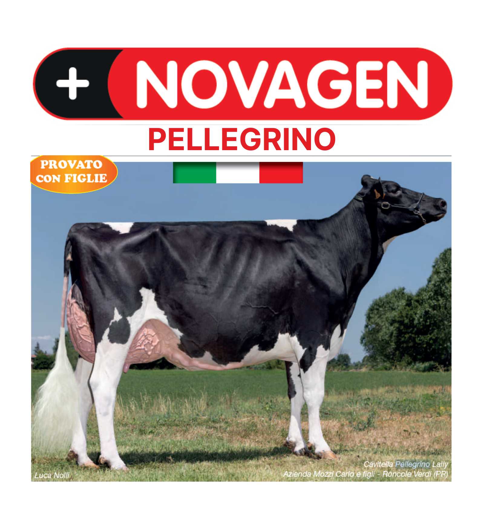 FRISONPELLEGRINSEXNO_1__Server-Mago_Mago4_Custom_Companies_ZOOEXPERT_SRL_Applications_ERP_Items_Files_Images_AllUsers_PELLEGRINSEXNO_01_1.jpg FRISONPELLEGRINSEXNO picture