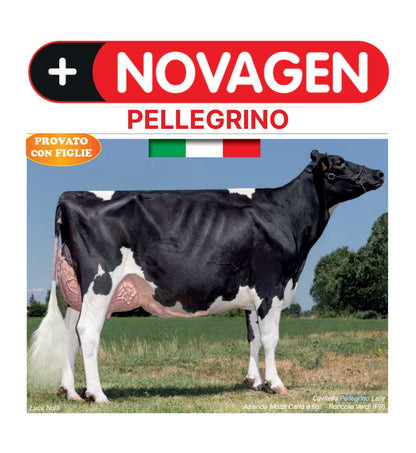 FRISONPELLEGRINSEXNO_1__Server-Mago_Mago4_Custom_Companies_ZOOEXPERT_SRL_Applications_ERP_Items_Files_Images_AllUsers_PELLEGRINSEXNO_01_1.jpg FRISONPELLEGRINSEXNO picture