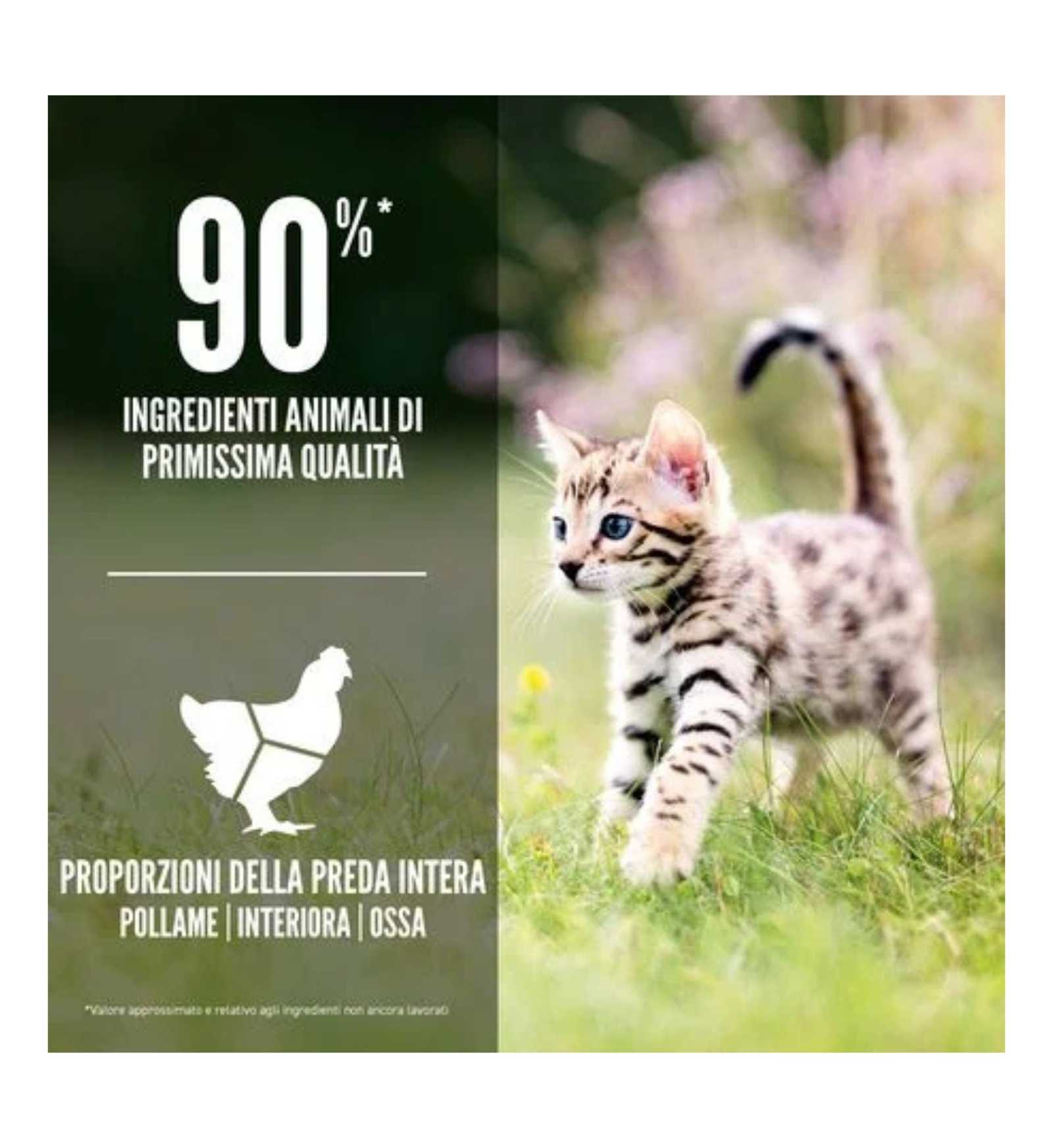 ORIJEN GATTO KITTEN
