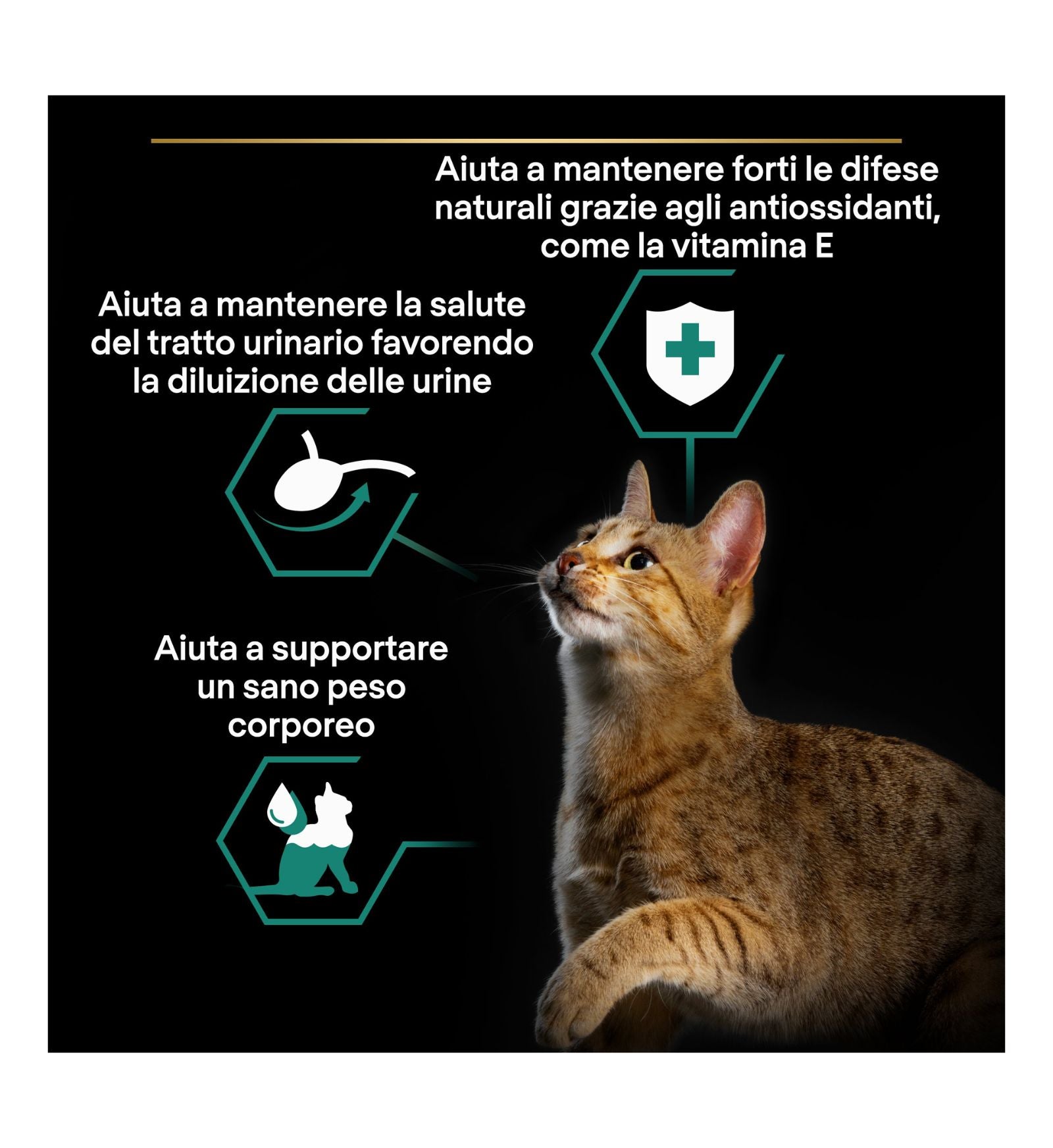 PURINA12571438_2__Server-Mago_Mago4_Custom_Companies_ZOOEXPERT_SRL_Applications_ERP_Items_Files_Images_AllUsers_12571438_16.jpg PURINA12571438 picture