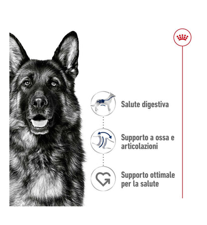 ROYAL CANIN CANE ADULT MAXI