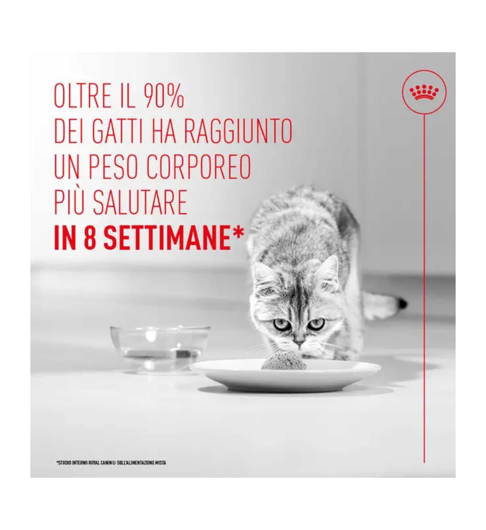 ROYALR606990_4__Server-Mago_Mago4_Custom_Companies_ZOOEXPERT_SRL_Applications_ERP_Items_Files_Images_AllUsers_R606990_18.jpg ROYALR606990 picture