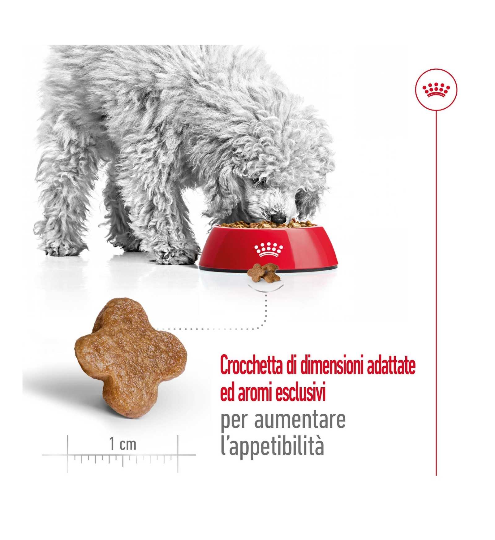 ROYAL CANIN CANE ADULT MINI 8 +