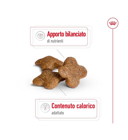 ROYAL CANIN CANE ADULT MINI 8 +