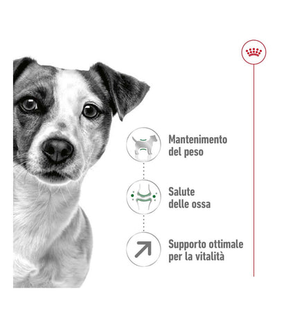 ROYAL CANIN CANE ADULT MINI 8 +