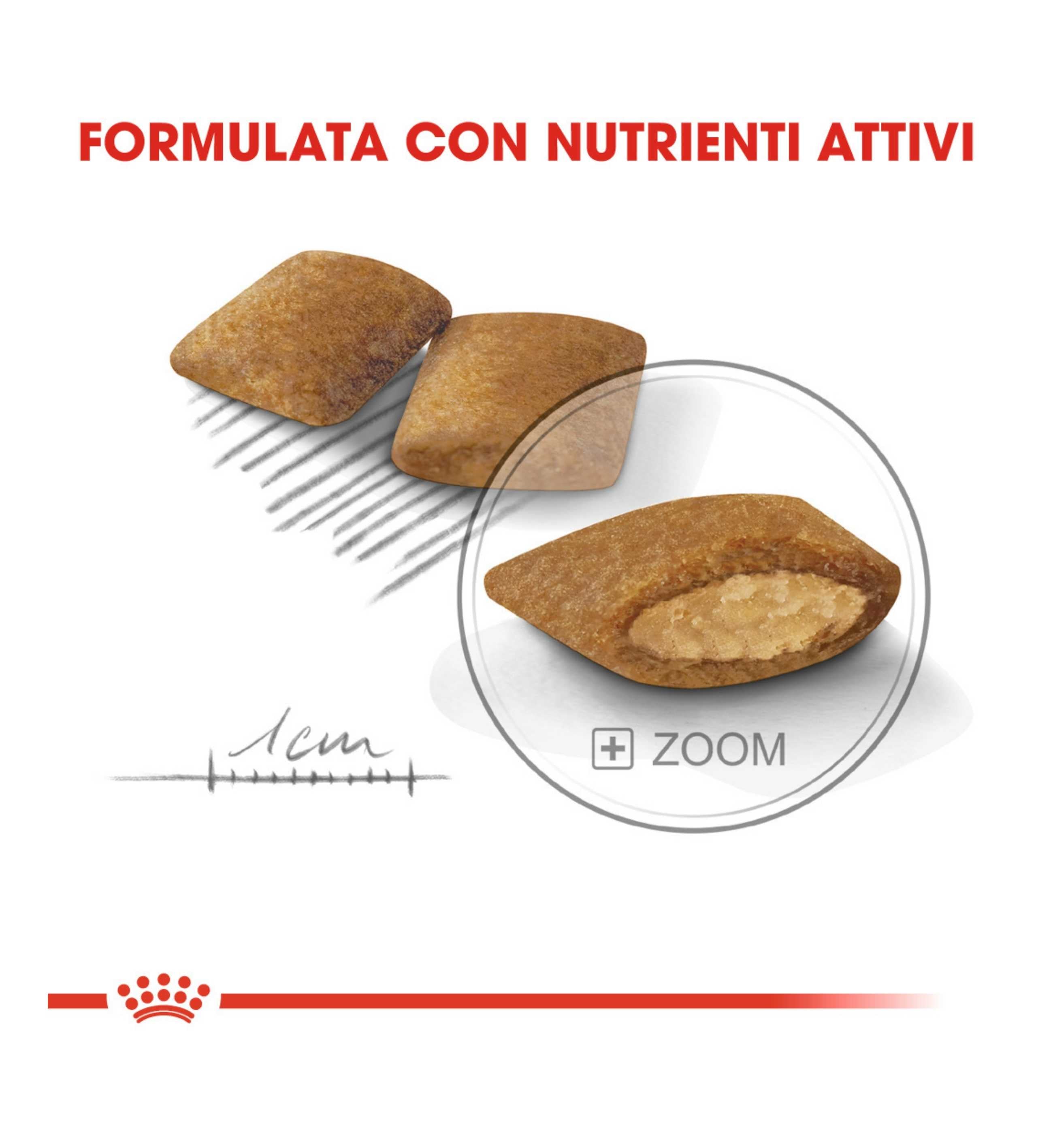 ROYAL CANIN CANE MINI EXIGENT