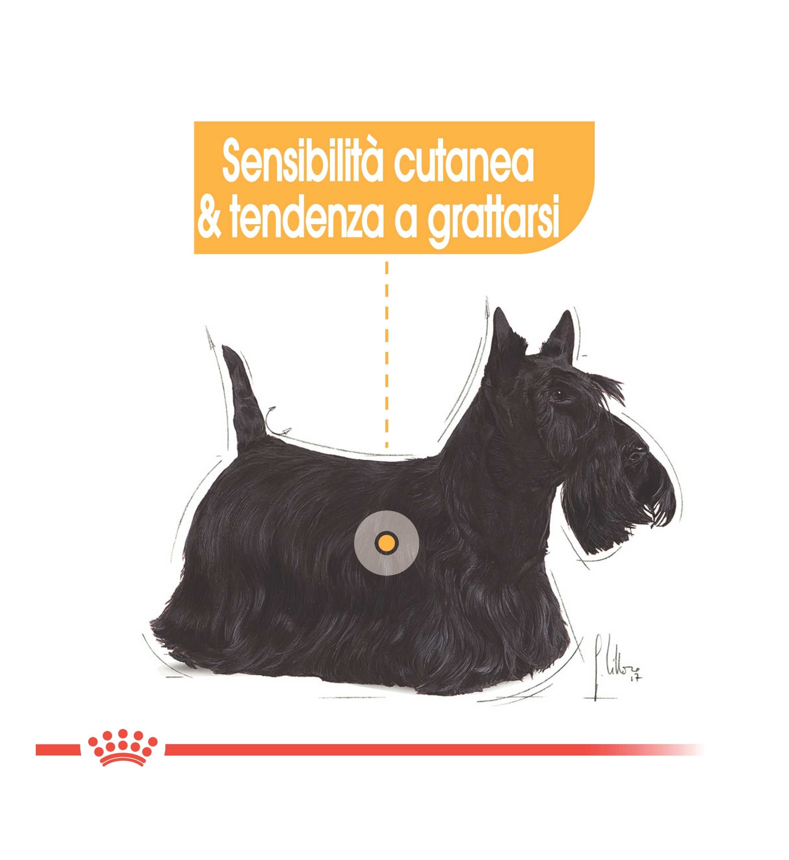 ROYAL CANIN CANE MINI DERMACOMFORT