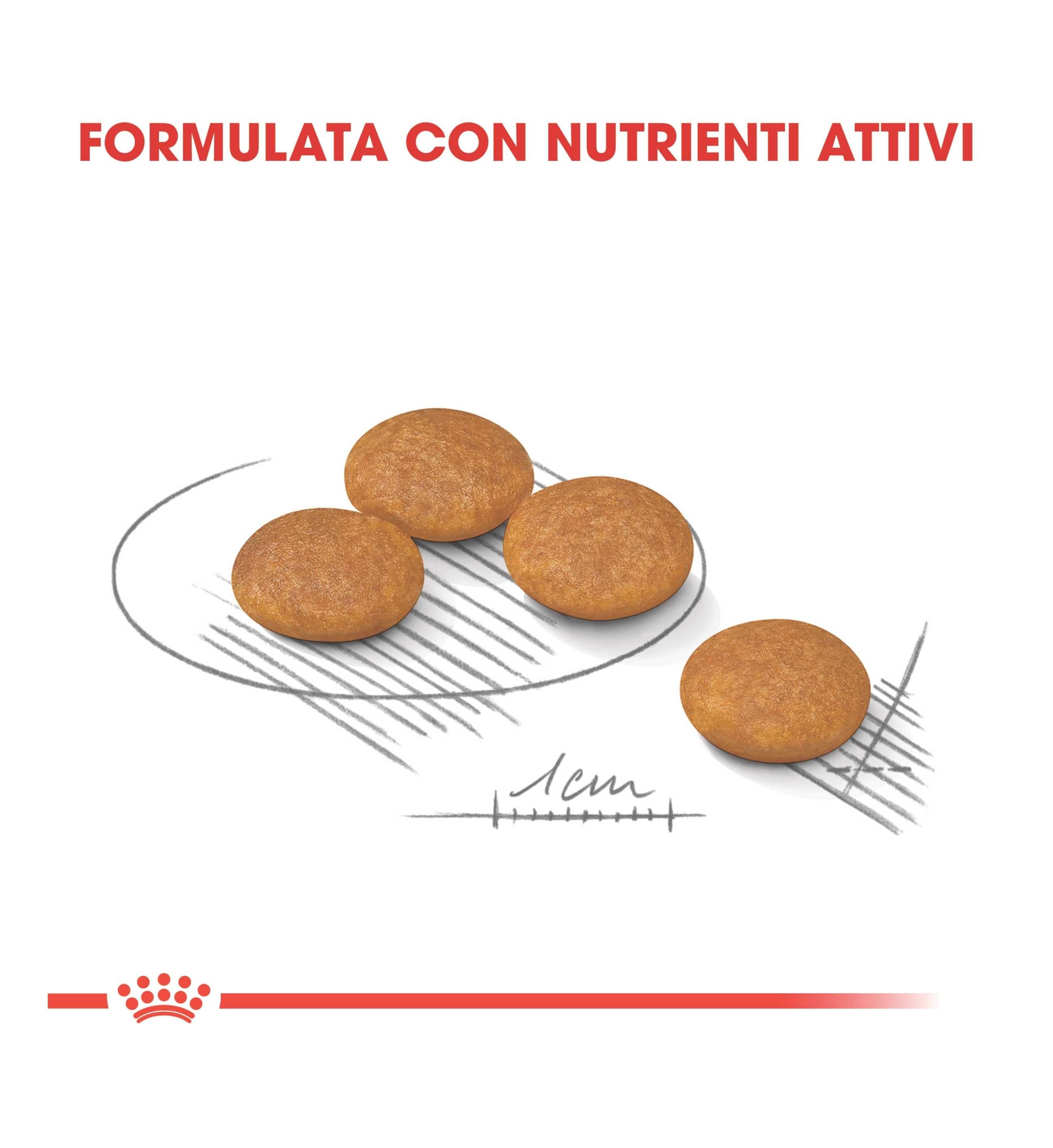 ROYAL CANIN CANE MINI DERMACOMFORT