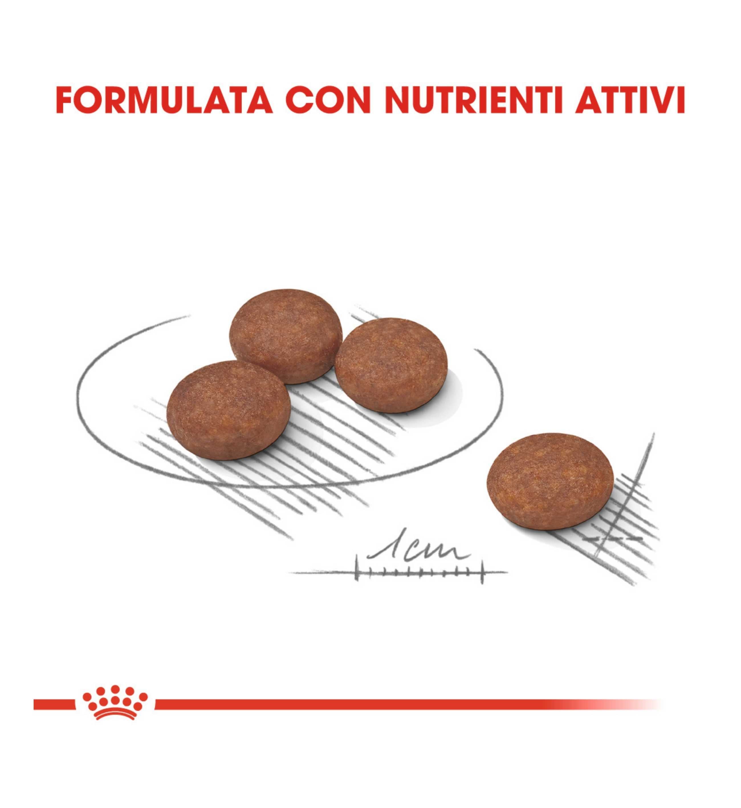 ROYAL CANIN CANE MINI DIGESTIVE CARE