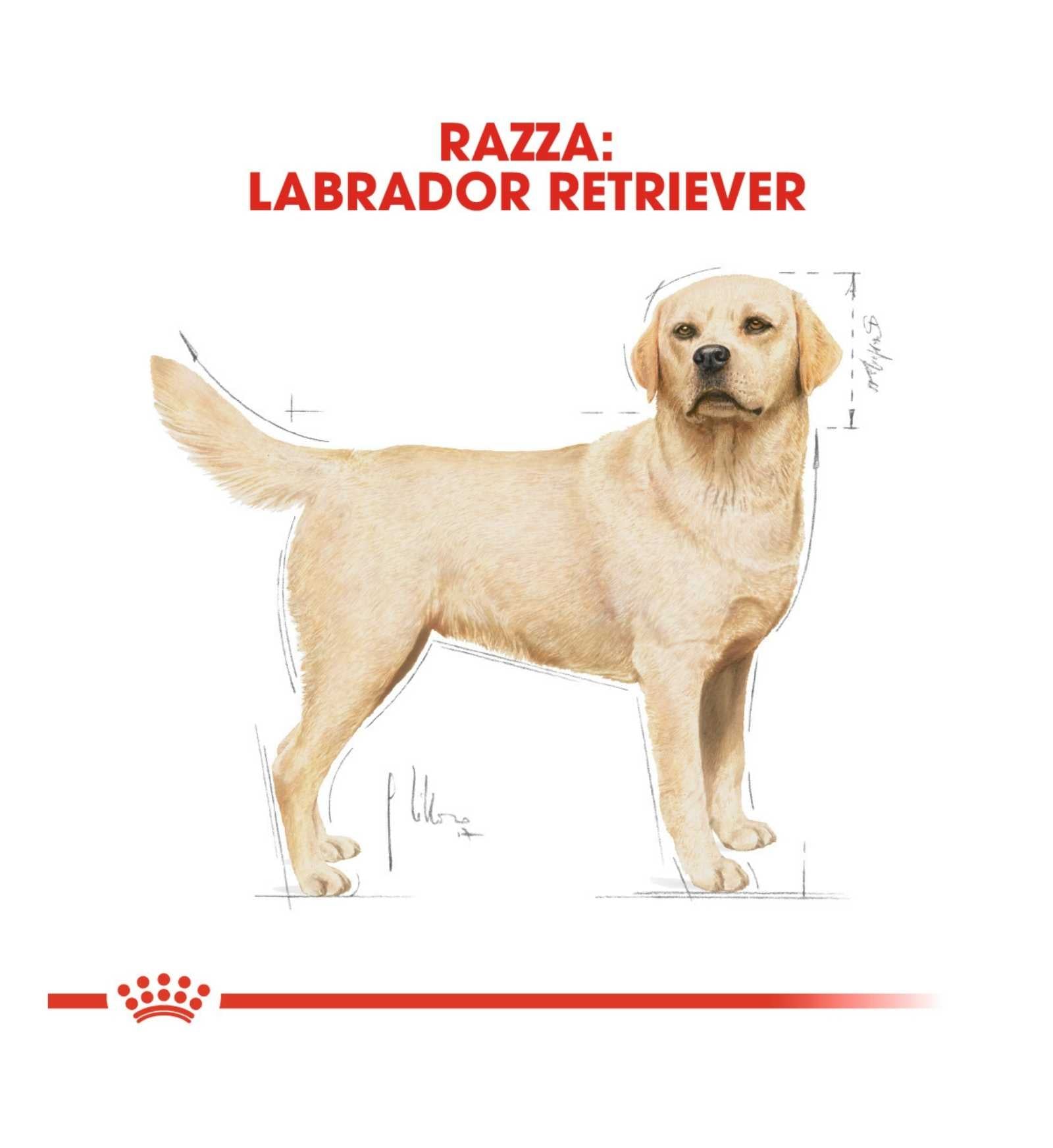 ROYAL CANIN CANE BREED LABRADOR ADULT