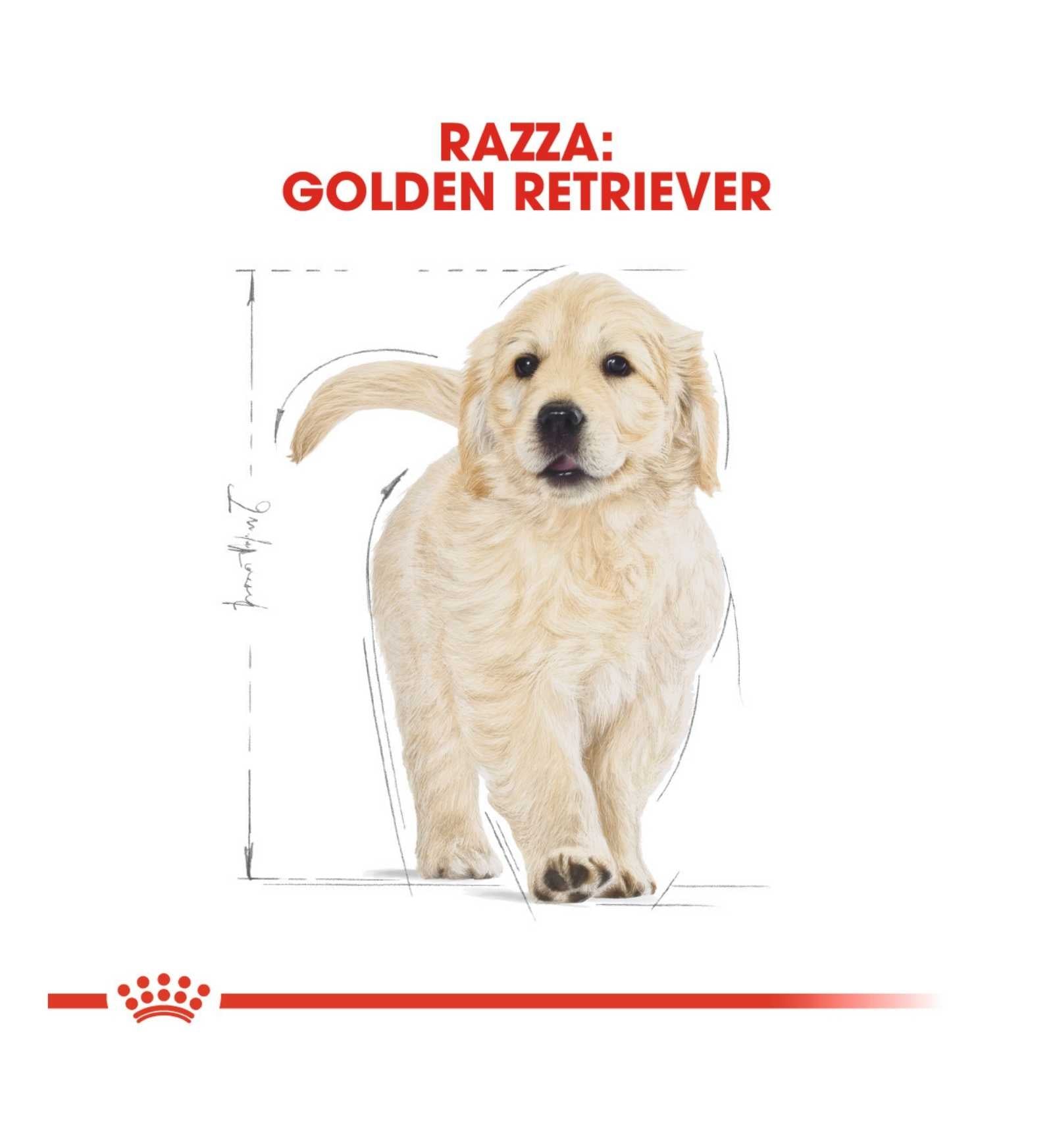 ROYAL CANIN CANE BREED GOLDEN RETRIEVER PUPPY