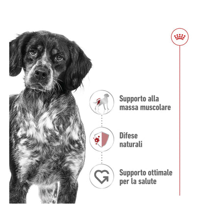 ROYAL CANIN CANE MEDIUM ADULT DA 410 GR IN LATTINA