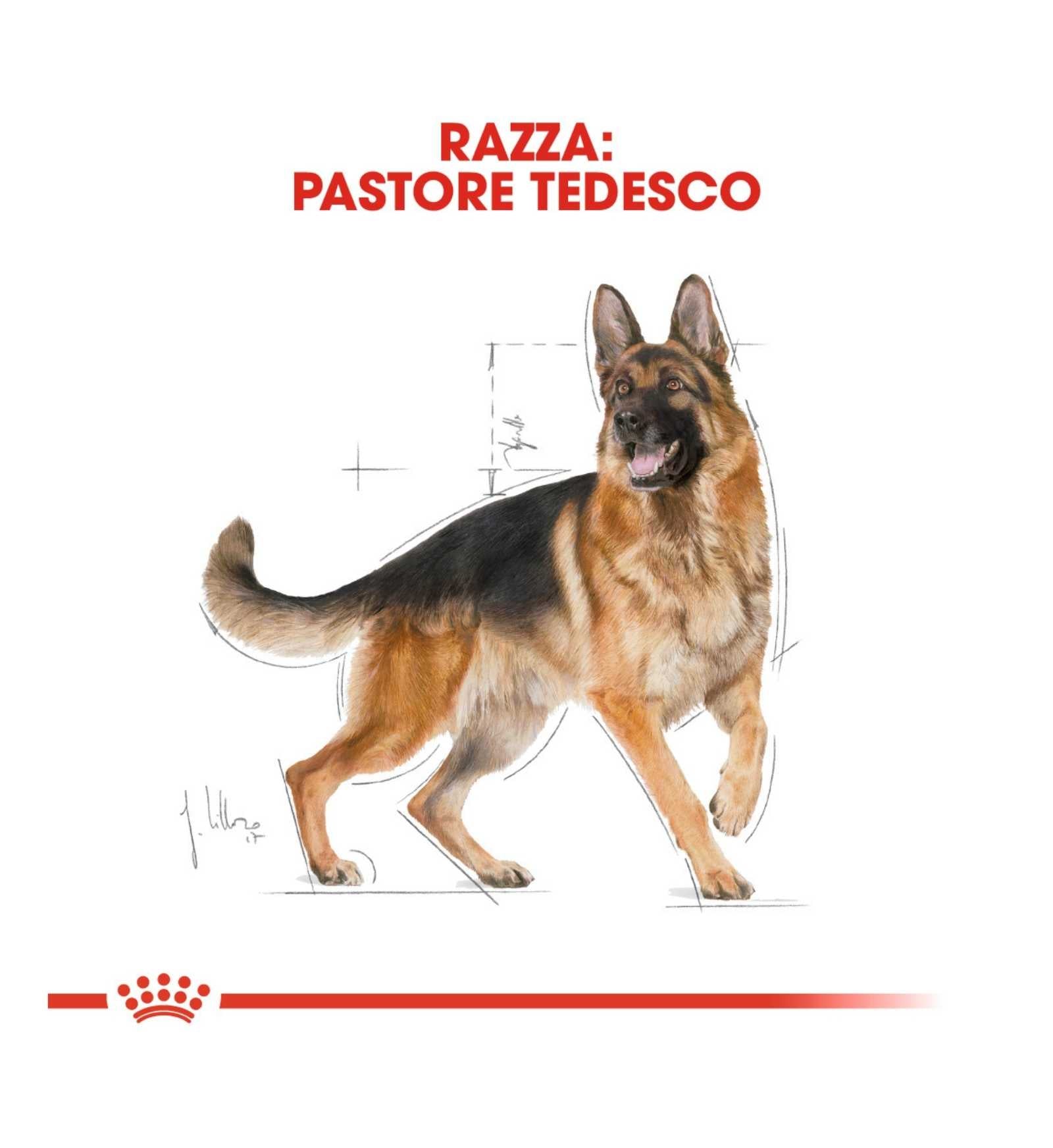 ROYAL CANIN CANE BREED GERMAN SHEPHERD ADULT
