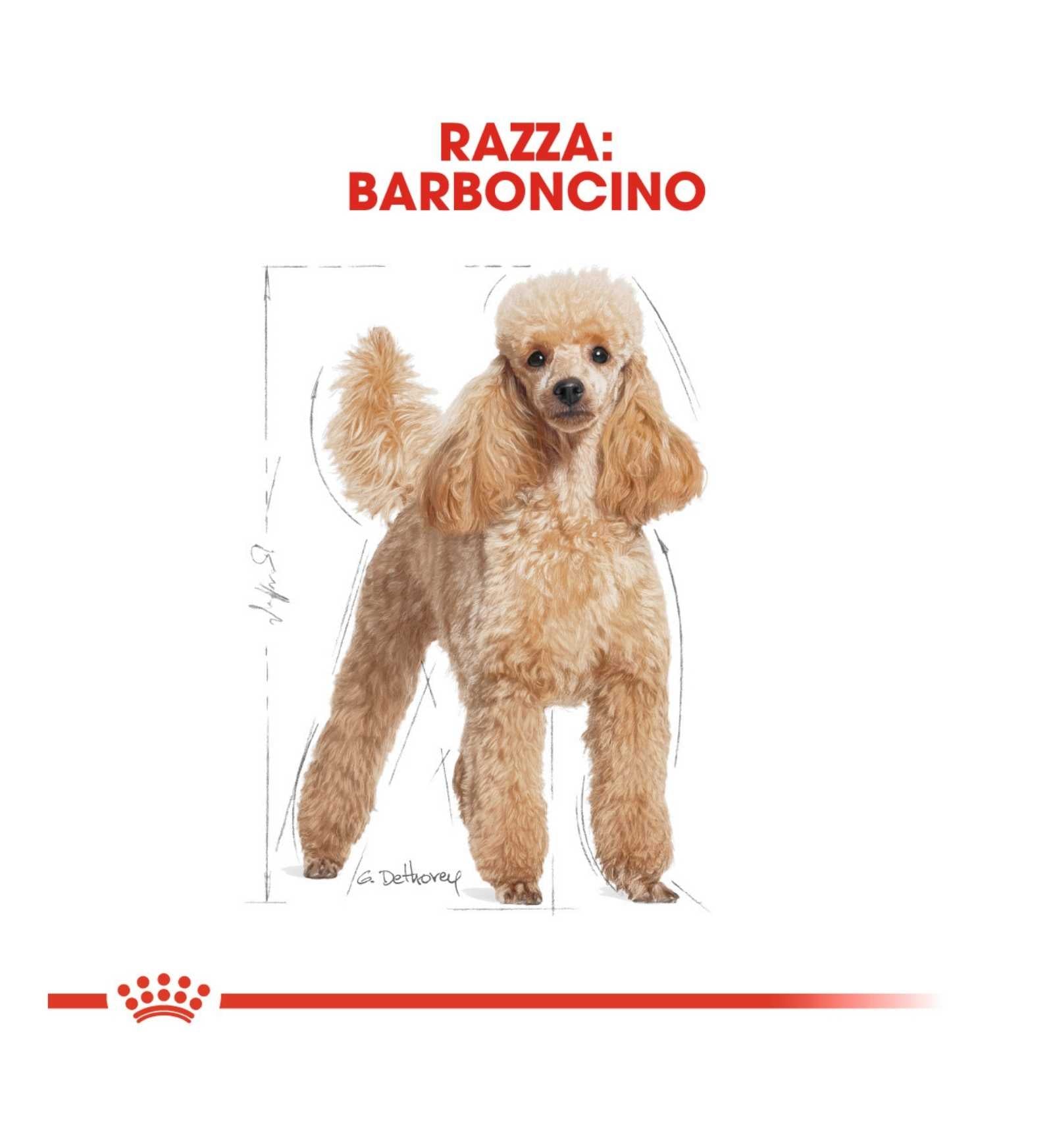 ROYAL CANIN CANE BREED BARBONCINO ADULT DA 85 GR IN BUSTA