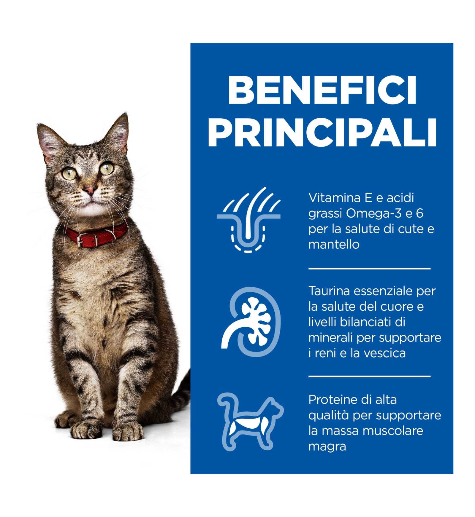 HILL'S SCIENCE PLAN GATTO ADULT AGNELLO E RISO