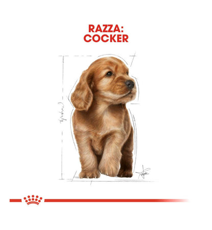 ROYAL CANIN CANE BREED COCKER JUNIOR DA 3 KG