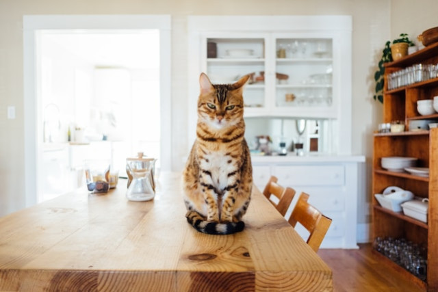 Educare il Gatto: Come Usare le Ricompense in Cibo